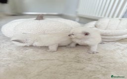 Ragdoll cats for sale: BLUE POINT RAGDOLL KITTENS - Image 15