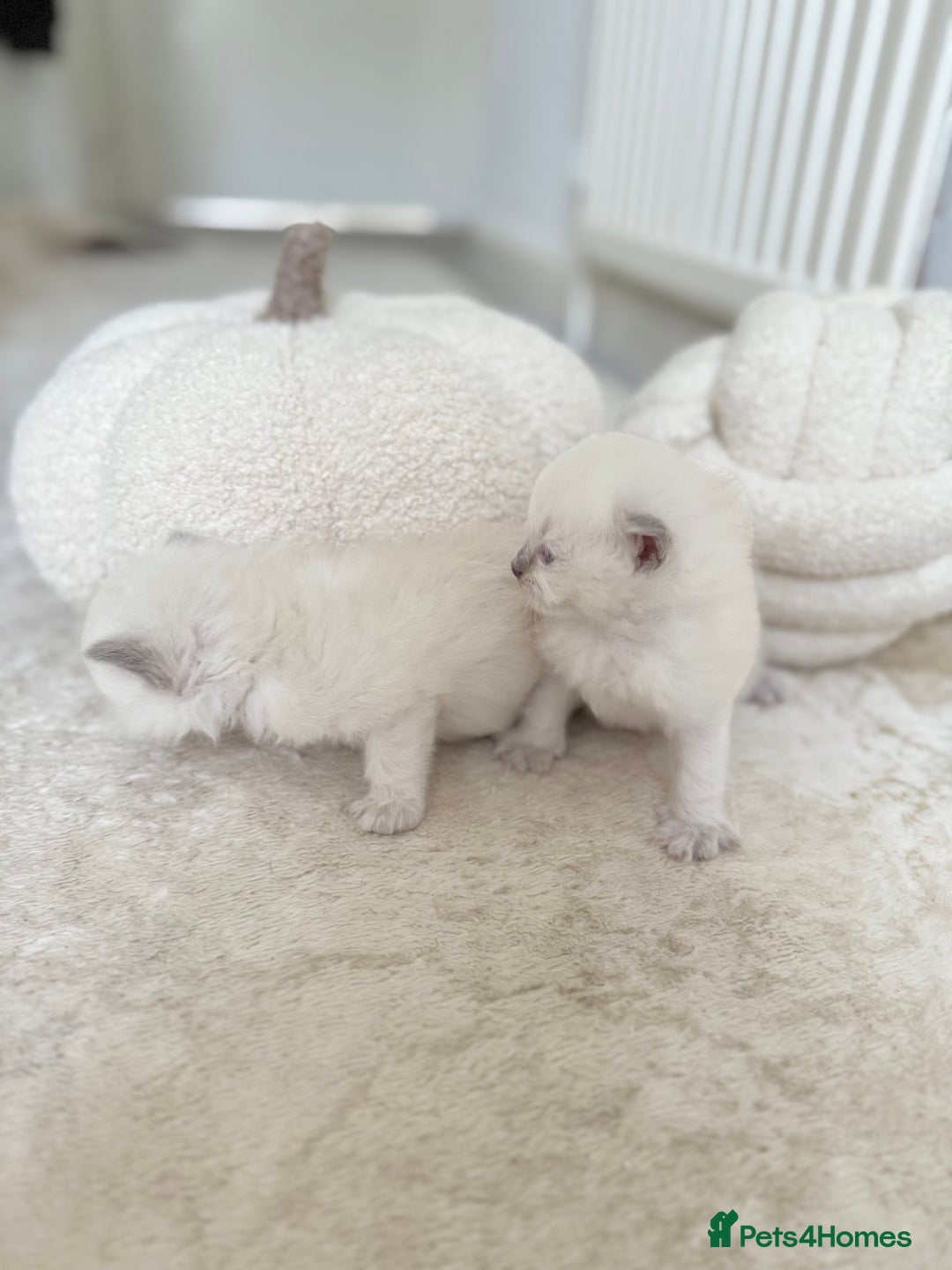 Ragdoll cats for sale: BLUE POINT RAGDOLL KITTENS - Image 15