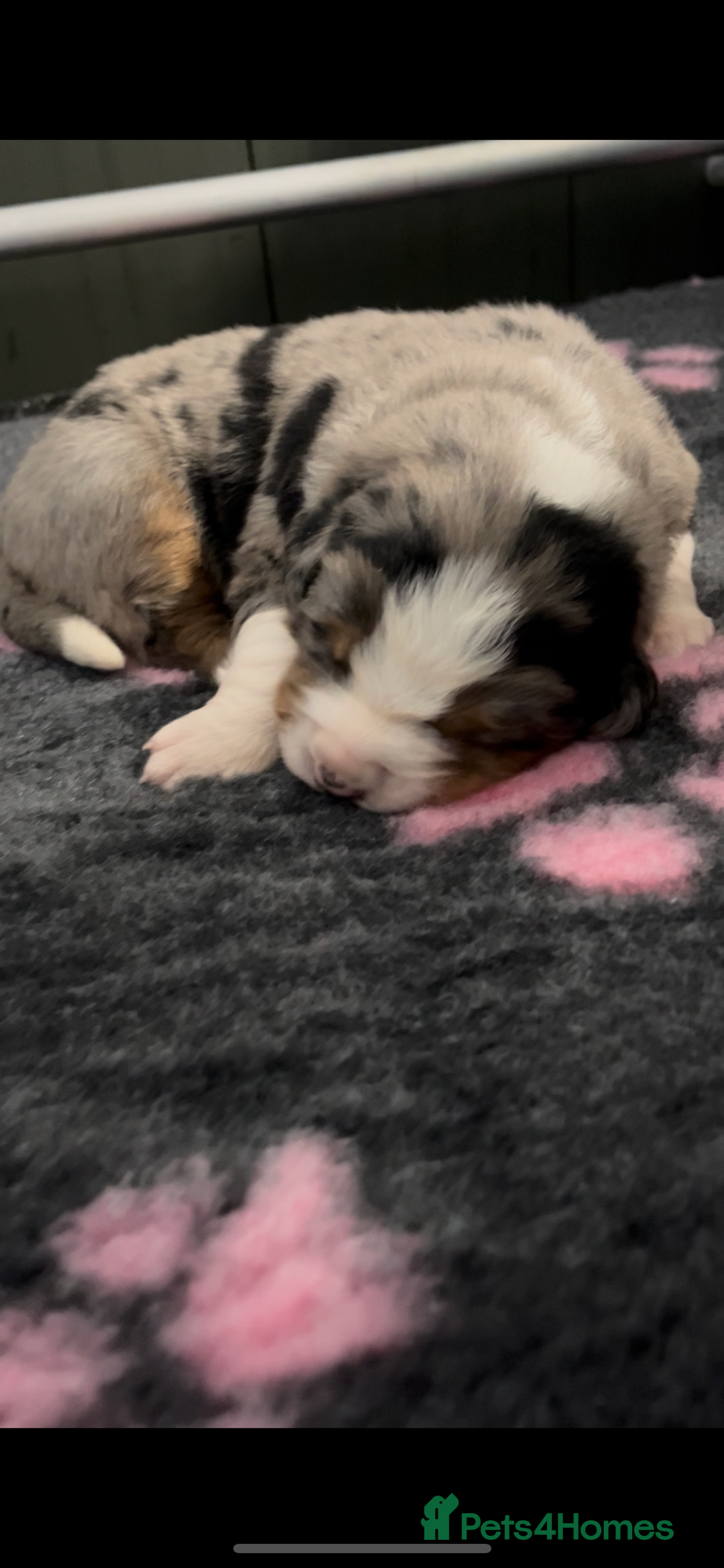 Mixed Breed dogs for sale: Merle & Tricolour Australian Mountain Dog Puppies - Image 4