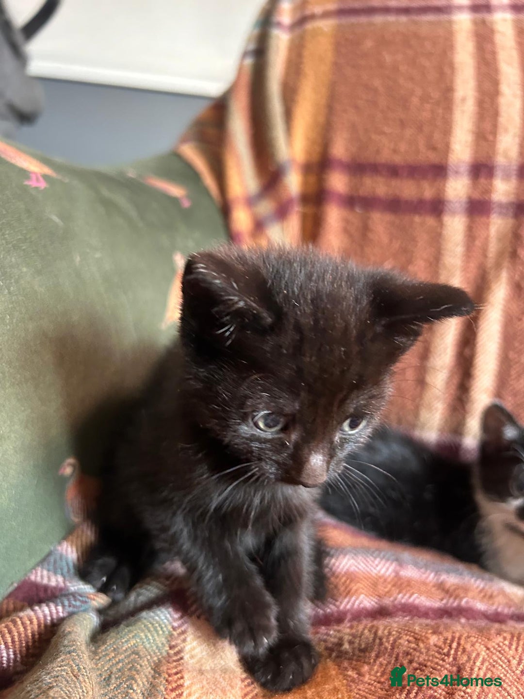 Mixed Breed cats for sale: beautiful kittens for sale  - Image 6