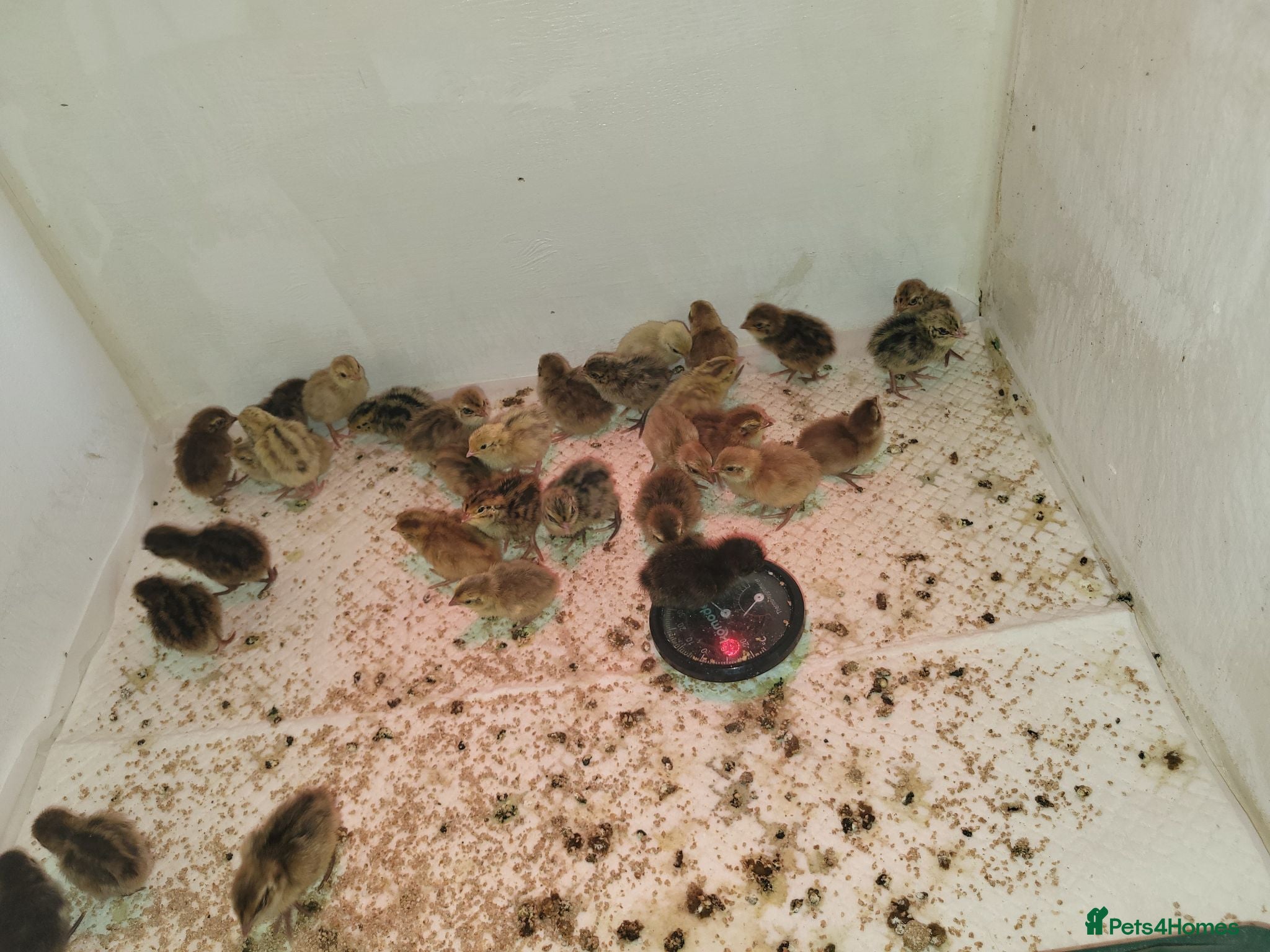 Quail poultry Week old chicks (unsexed) (£4 each) - Advert 12