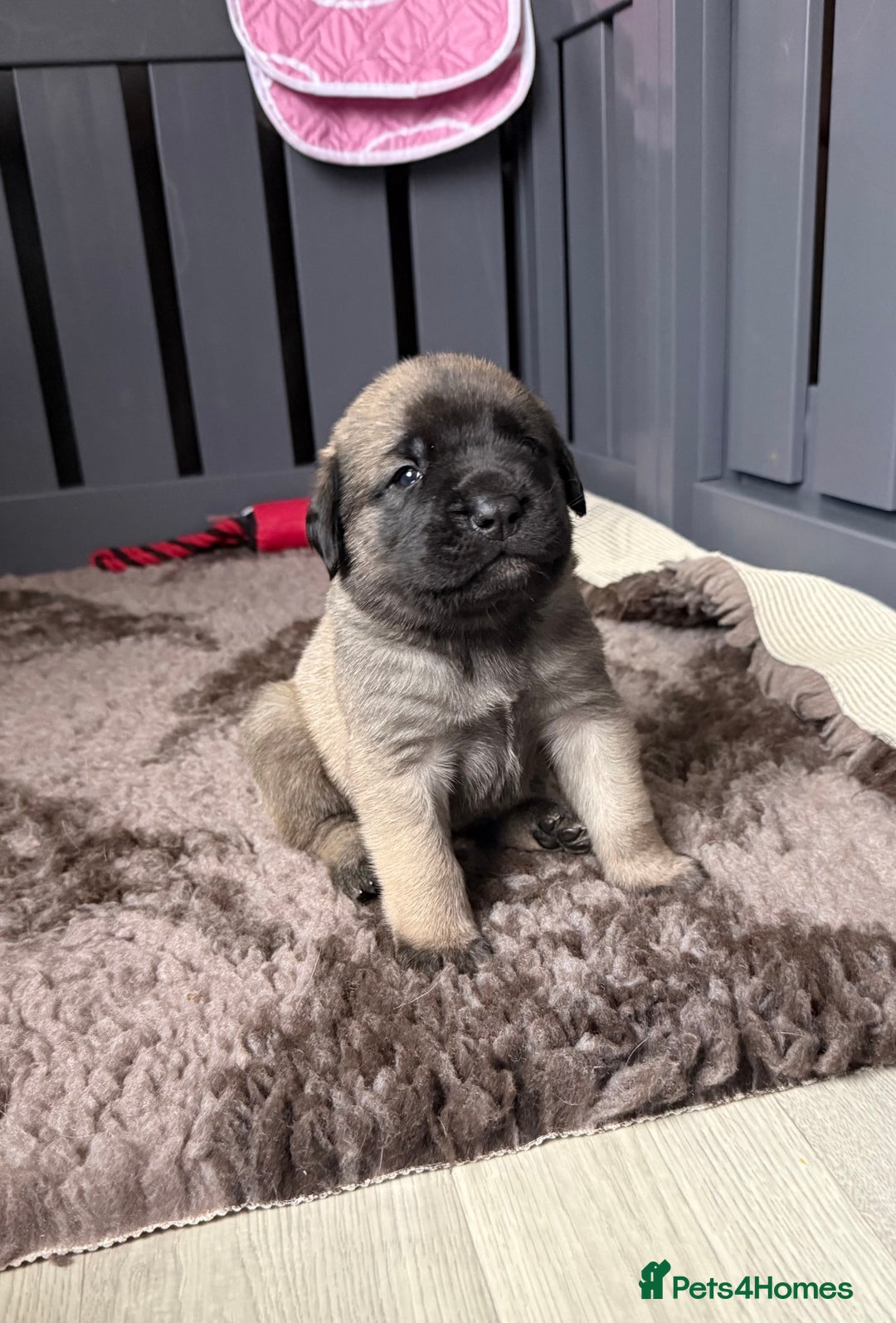 Mastiff dogs for sale: KC English mastiff Puppies  - Advert 5