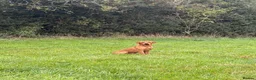 Labrador Retriever dogs for stud: Fox red Labrador  in Ripon - Advert 4