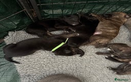 Mixed Breed dogs for sale: Staff x puppies - Image 9