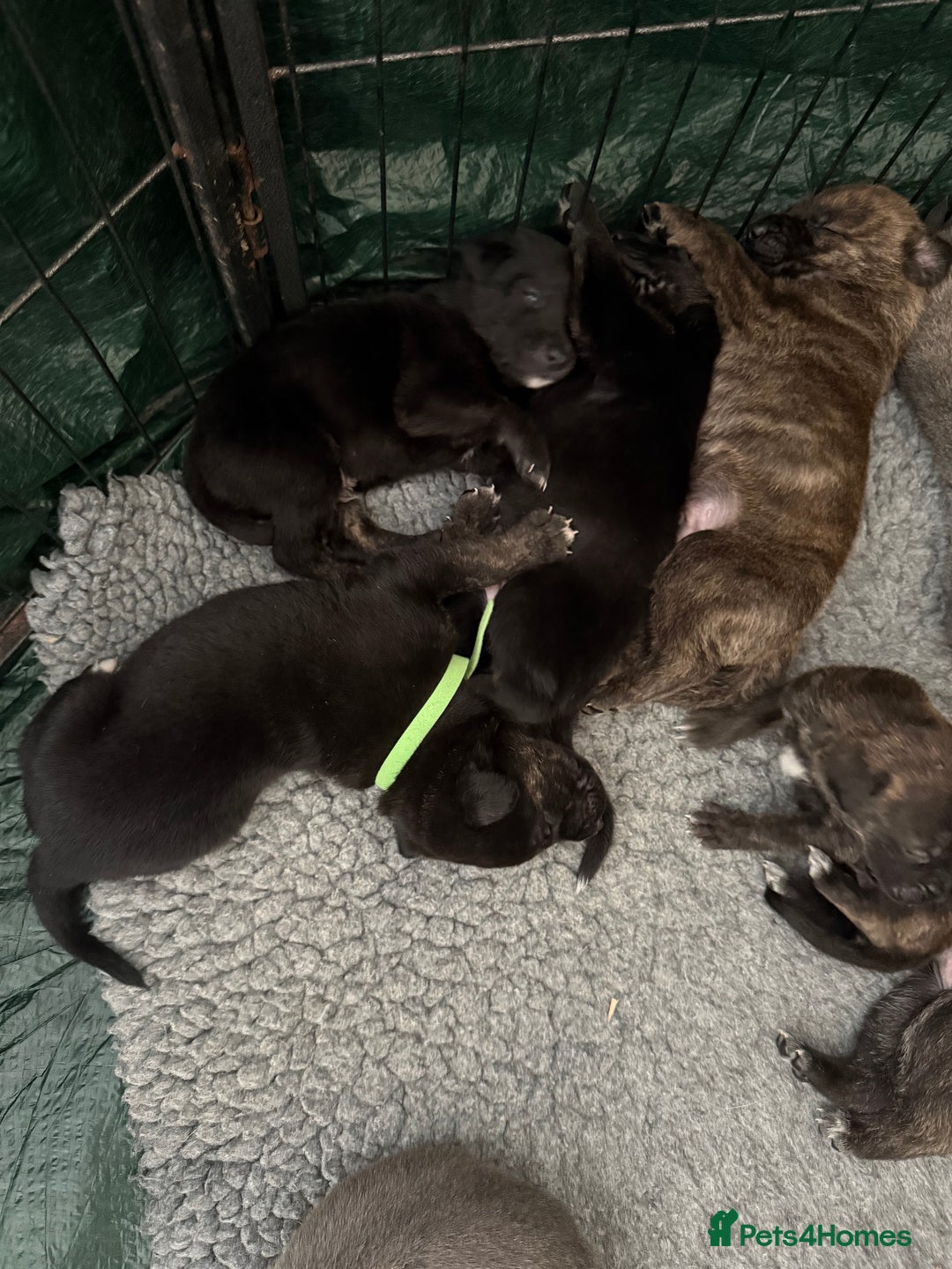 Mixed Breed dogs for sale: Staff x puppies - Image 9