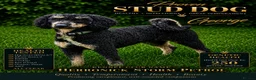 Cockapoo dogs for stud: KC Reg-Hip Scored-Ex Health tested Mini poodle  - Advert 1