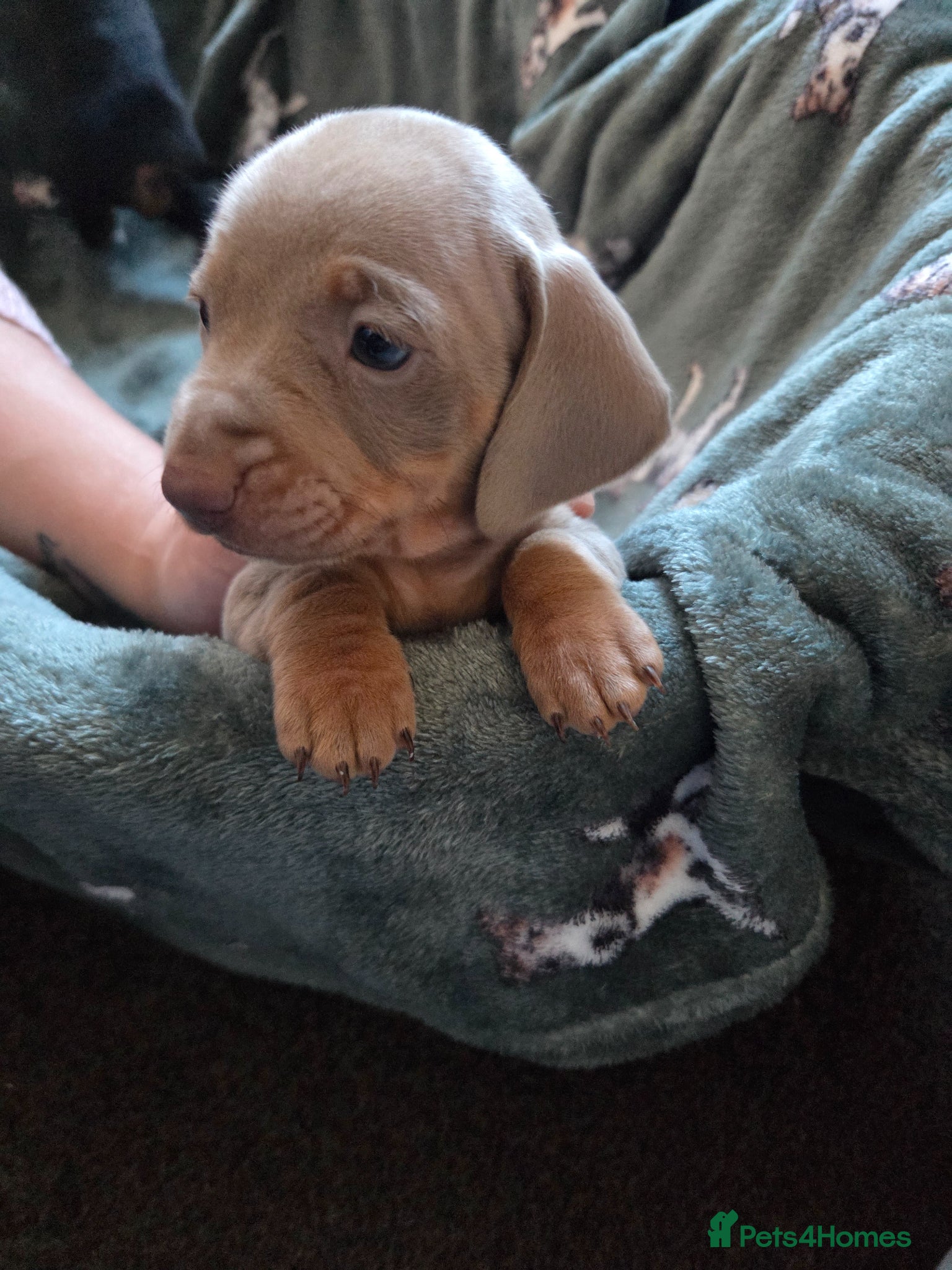 Miniature Dachshund dogs Beautiful Miniature dachshund pups  - Advert 8
