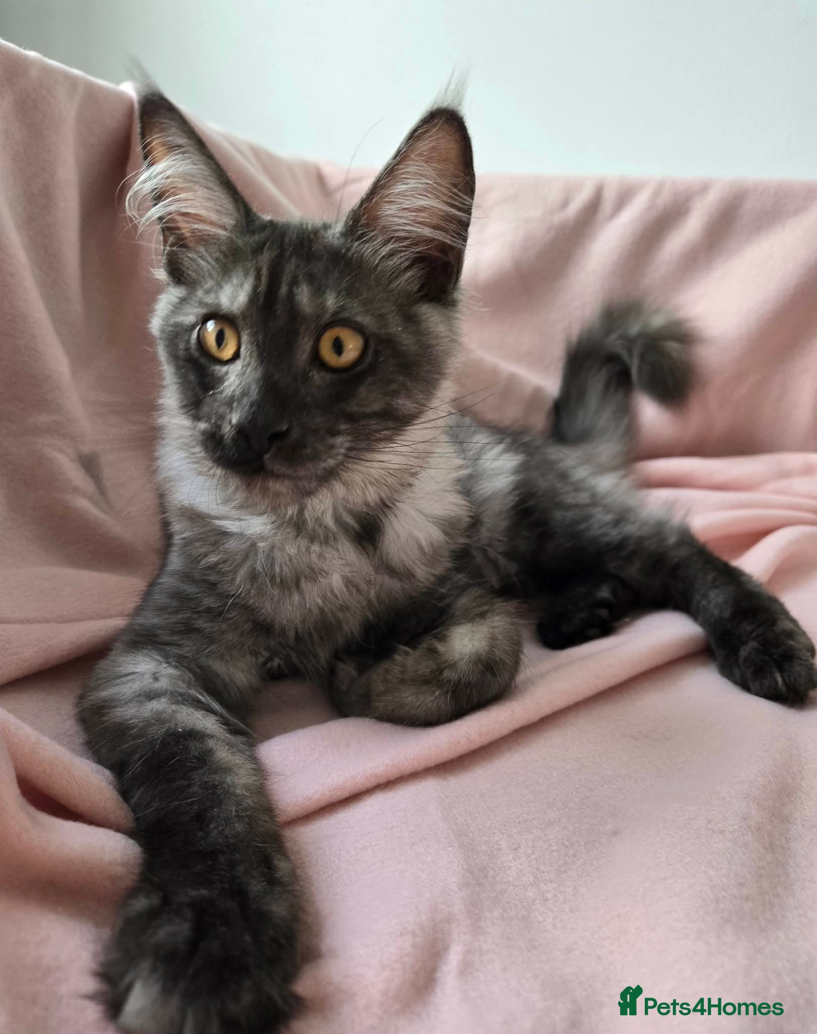 Maine Coon cats Last Maine coon girl. - Advert 1
