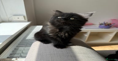 Persian cats - Advert 2