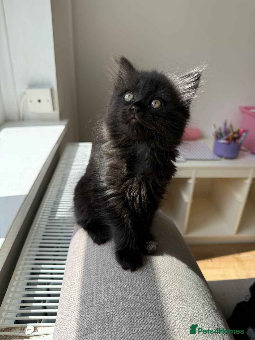 Persian cats for sale: Persian / British shorthair mix 🩷8 weeks old 🩷 - Image 2