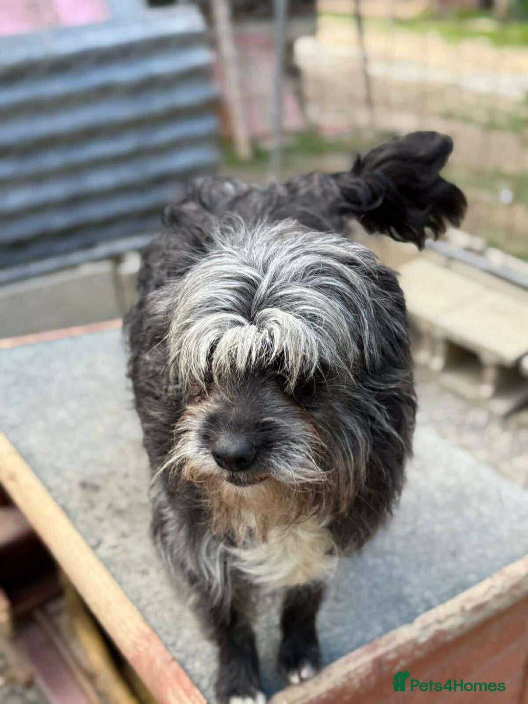 Mixed Breed dogs for adoption: Chewie - tiny girl looking for a home of her own! - Image 7