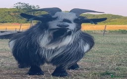 Goats livestock for sale: Galactica Astronaut Goliath  - Image 5