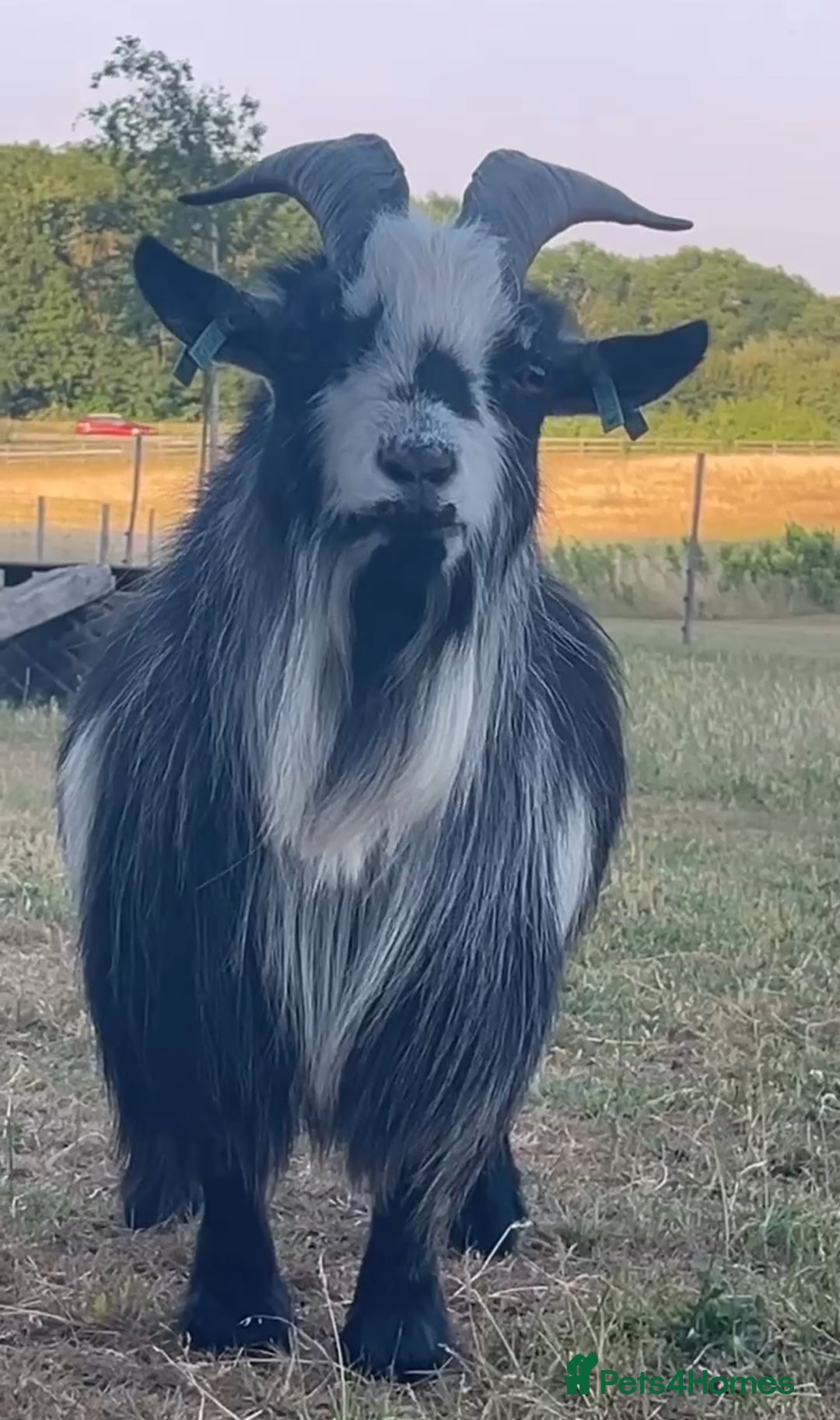 Goats livestock for sale: Galactica Astronaut Goliath  - Image 5