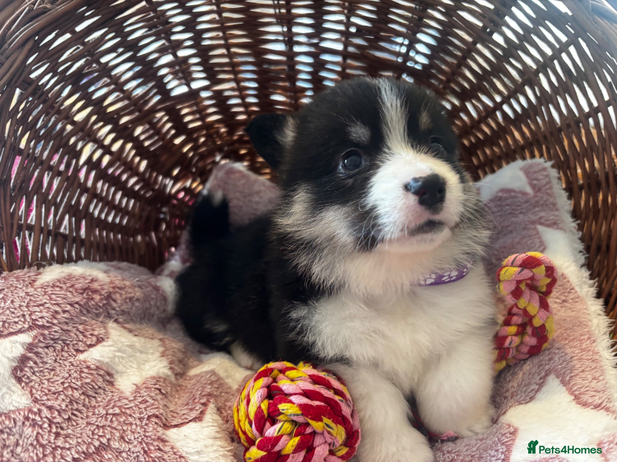 Welsh Corgi Pembroke dogs for sale: Stunning champion breed Tri Corgi Puppies  - Advert 28