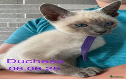 Siamese cats for sale: Blue Point Siamese  - Image 13