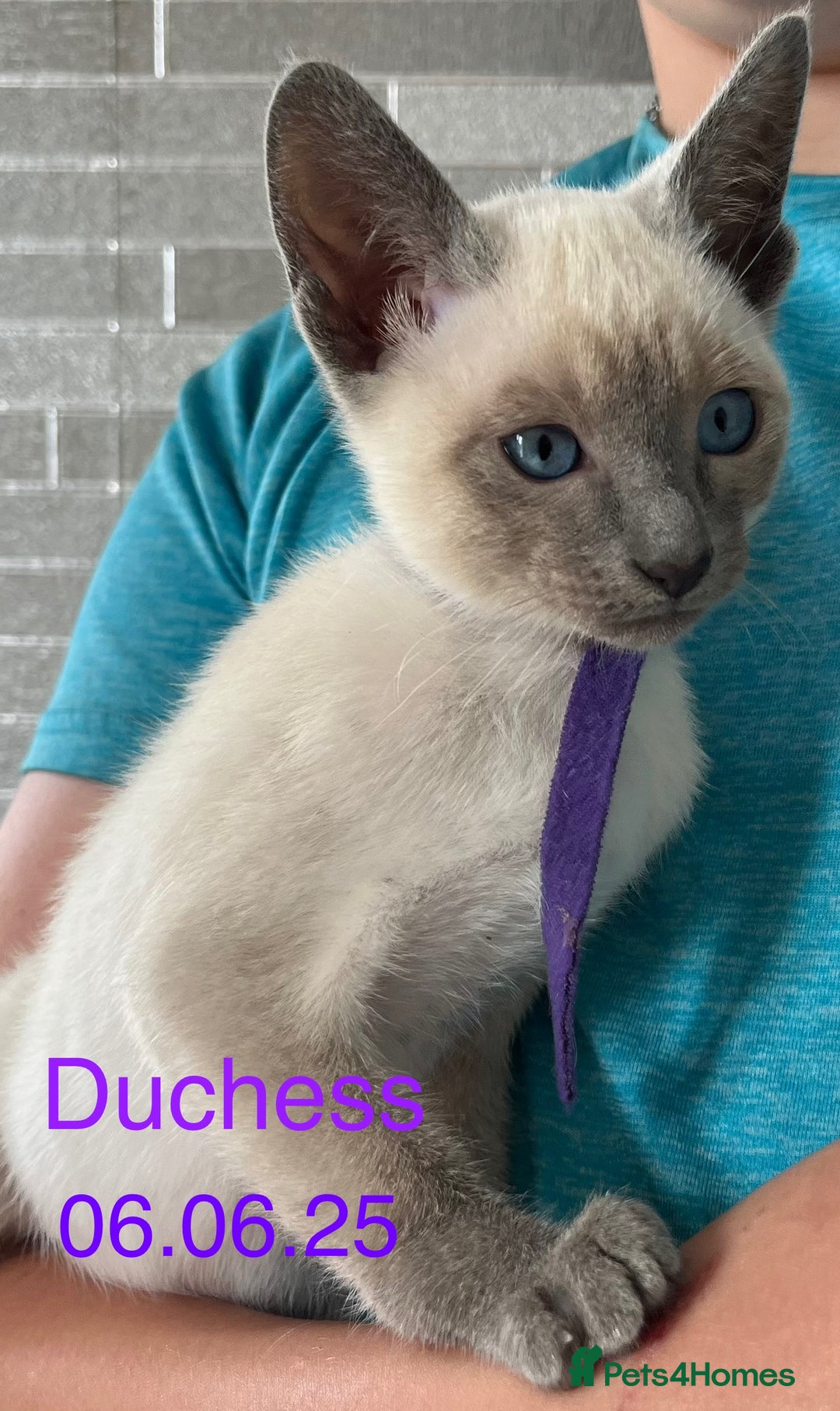 Siamese cats for sale: Blue Point Siamese  - Image 13