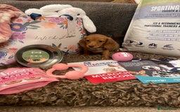 Miniature Dachshund dogs for sale: Pra hereditary clear min smooth dachshund  - Advert 4