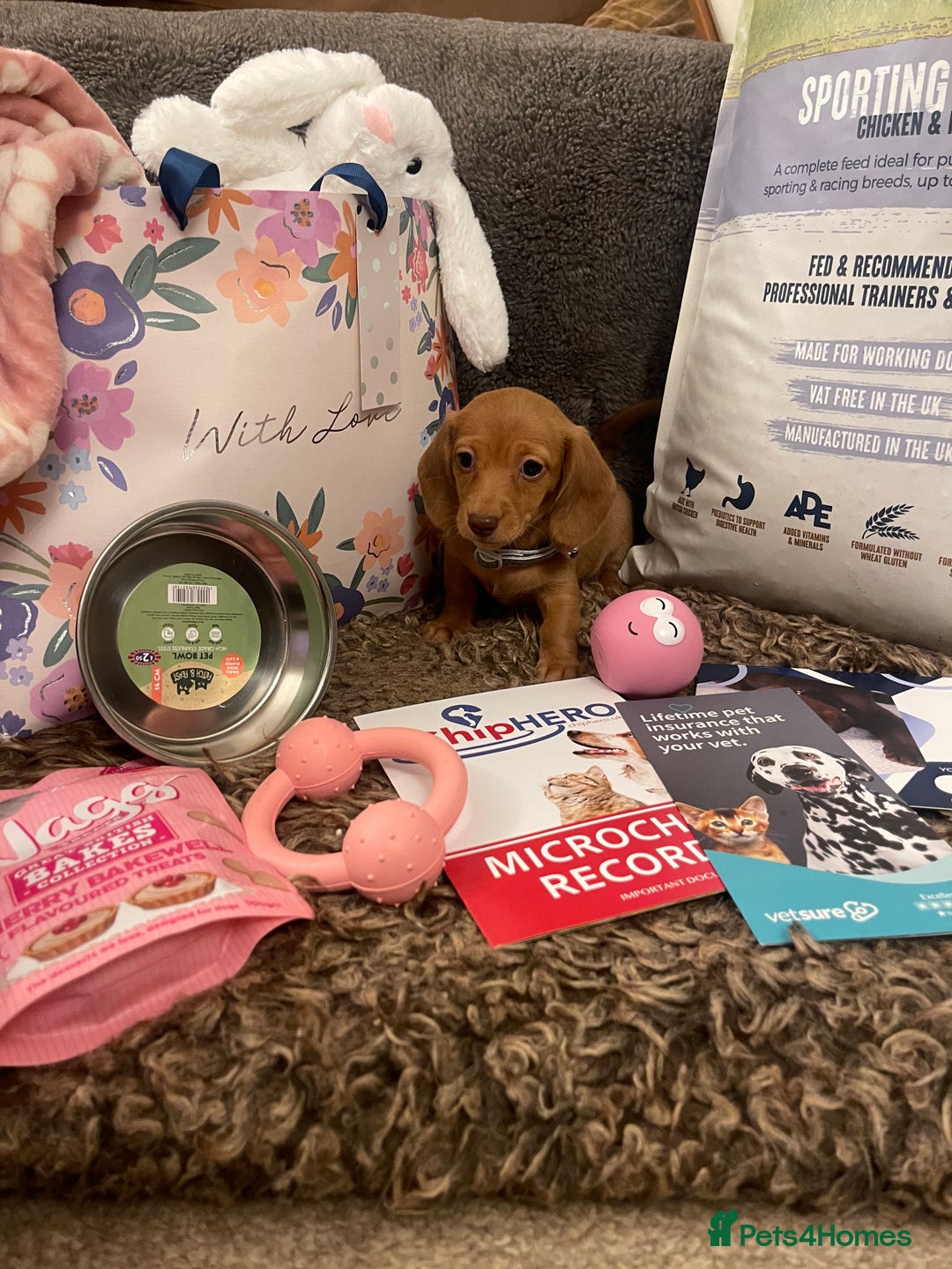 Miniature Dachshund dogs for sale: Pra hereditary clear min smooth dachshund  - Advert 4