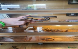 Corn Snake reptiles for sale: 2 corn snakes and vivaruims, complete set up. - Image 8