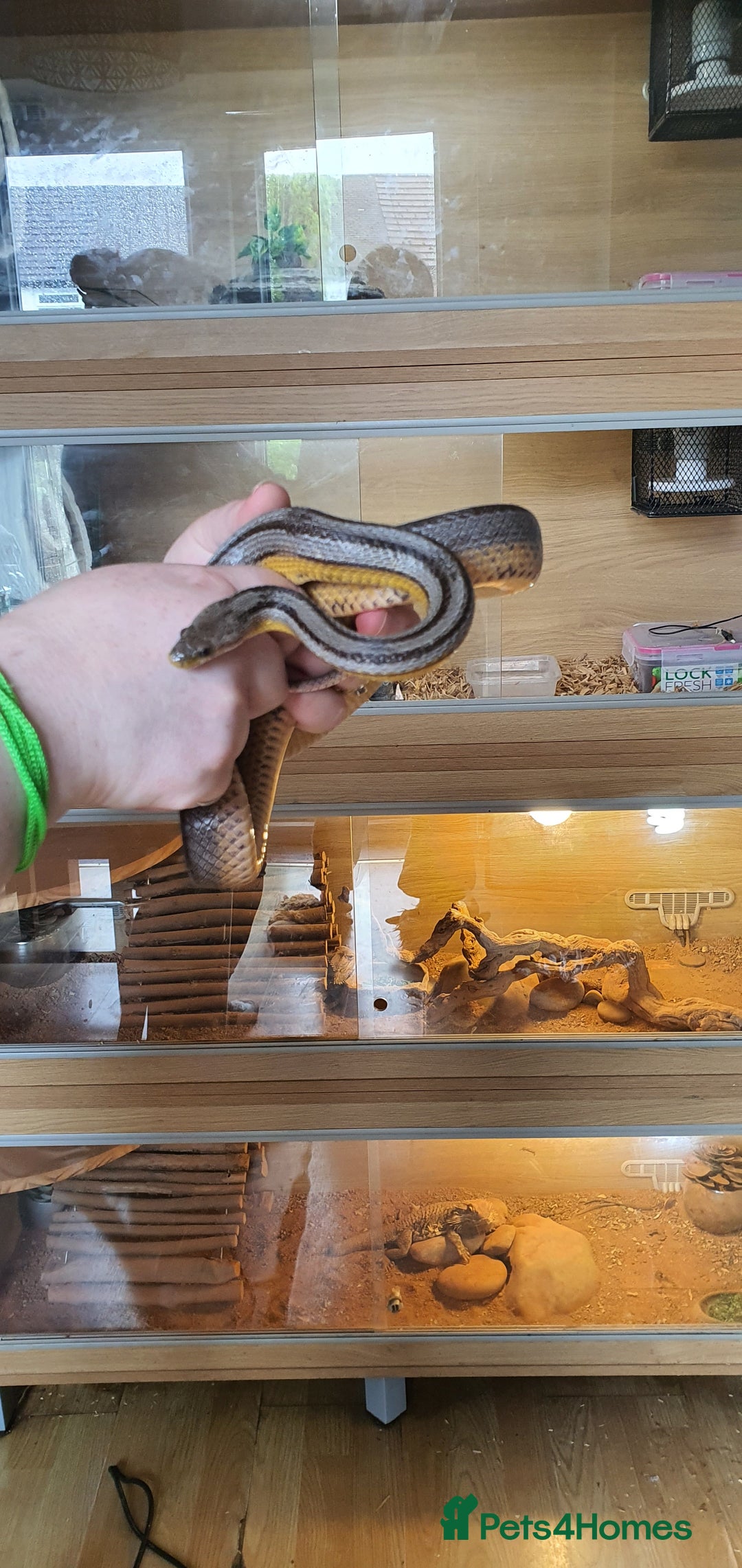 Corn Snake reptiles for sale: 2 corn snakes and vivaruims, complete set up. - Image 8