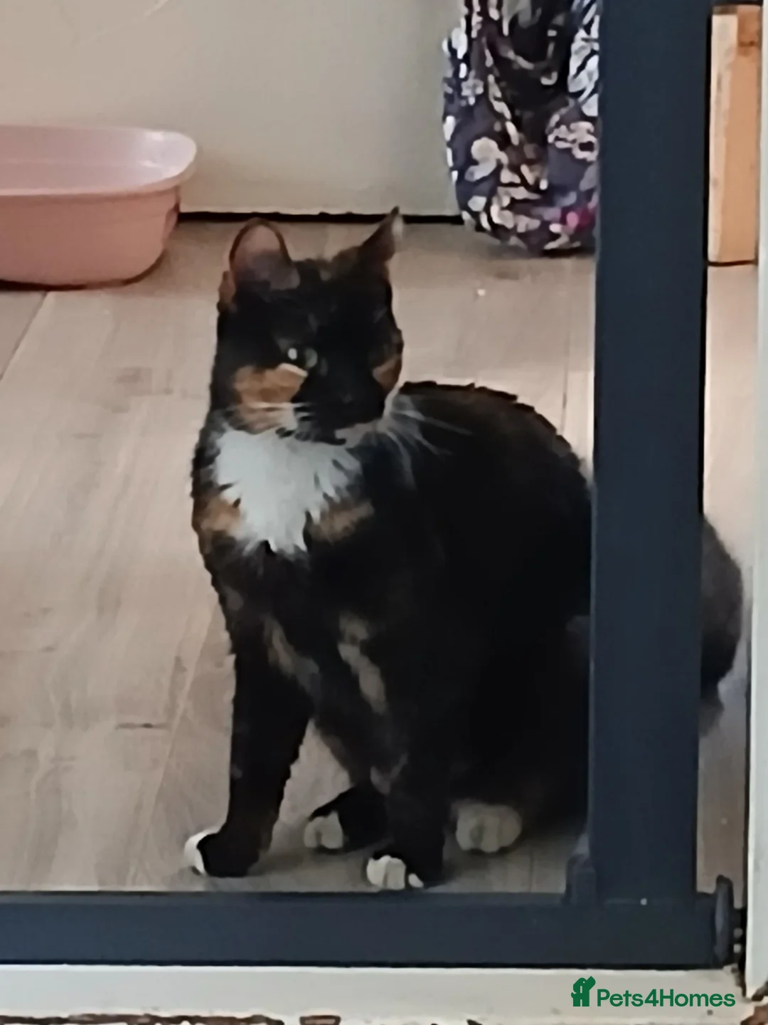 Mixed Breed cats for sale: Female tortie cat - Advert 1