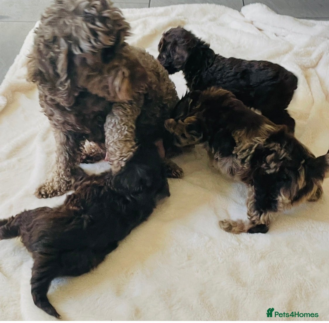 Cockapoo dogs for sale: Stunning Cockapoos - Advert 4