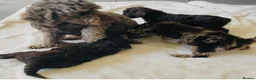 Cockapoo dogs for sale: Stunning Cockapoos - Advert 1