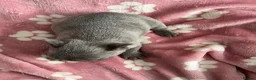 French Bulldog dogs for sale: 2 male French bulldog puppies - Advert 8
