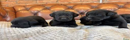 Labrador Retriever dogs for sale: ONE Black Lab Puppy  - Advert 6