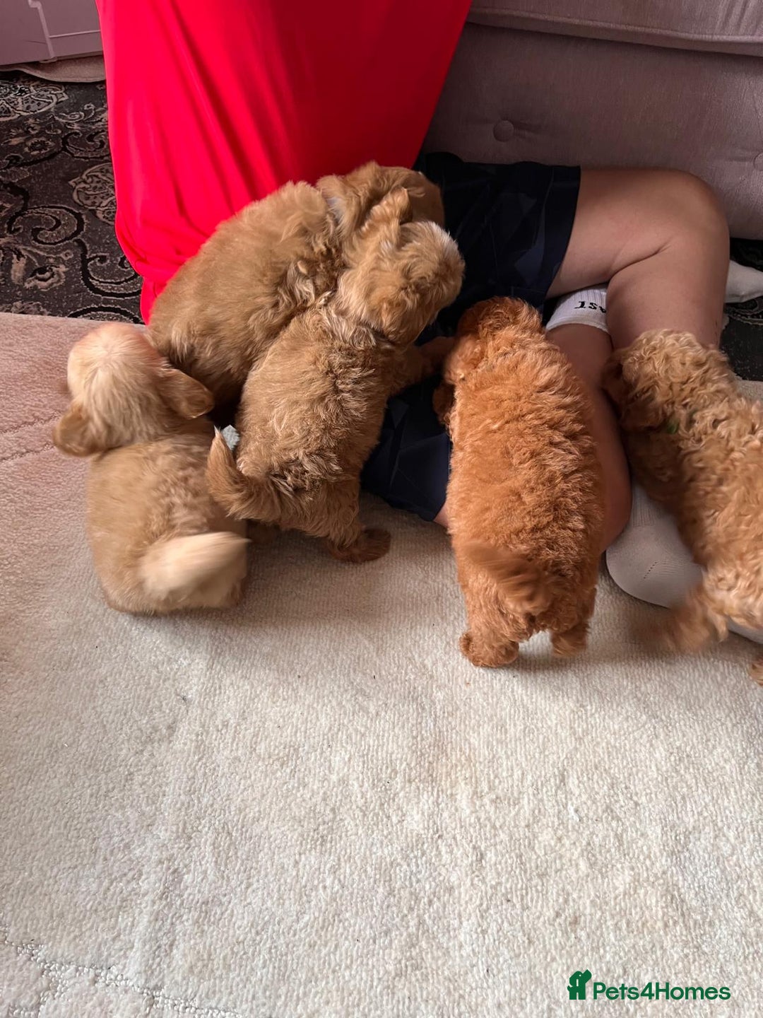 Maltipoo dogs for sale: 💫Tiny Red Boys Available Now💫 - Image 7