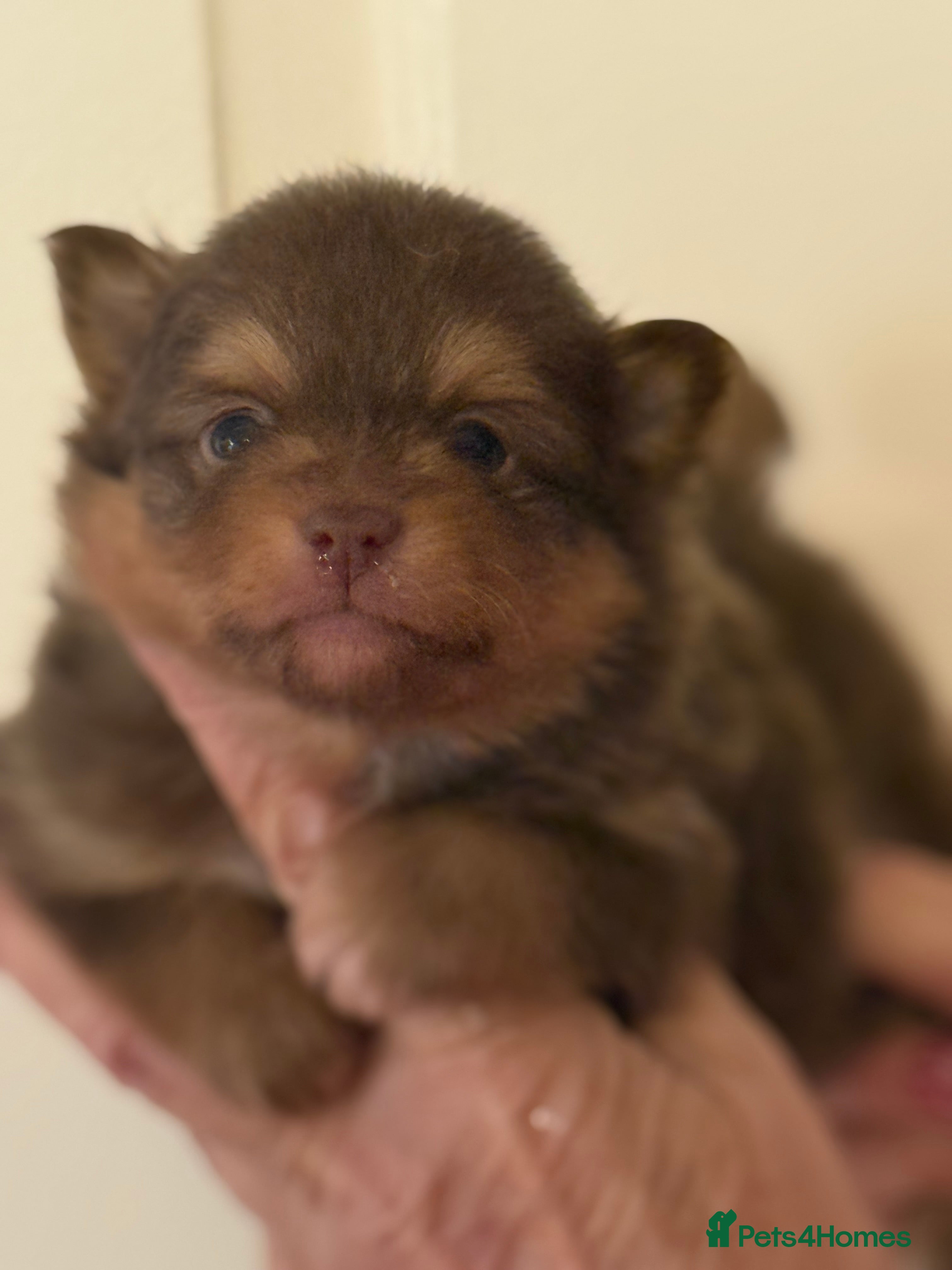 Pomeranian dogs BEAUTIFUL K.C REGISTERED POMERANIAN PUPPIES  - Advert 7