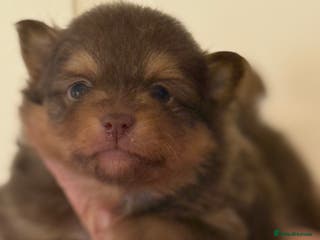 Pomeranian dogs BEAUTIFUL K.C REGISTERED POMERANIAN PUPPIES - Advert 6