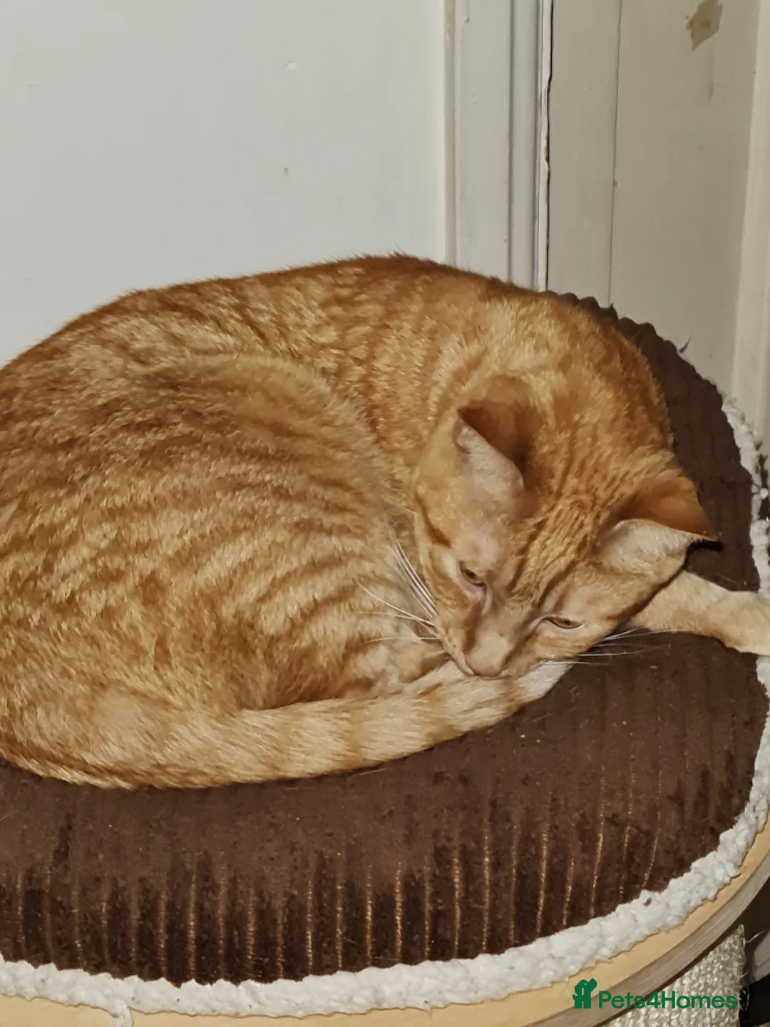 Maine Coon cats for sale: Ginger Maine coon male 5yrs  - Advert 1