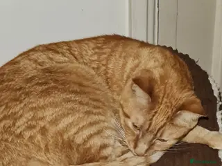 Maine Coon cats Ginger Maine coon male 5yrs - Advert 3