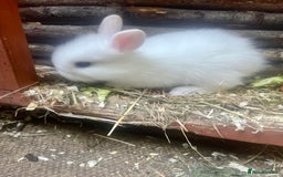 Mini Lion Lop rabbits for sale: Baby bunnies mini lion lops ready now  - Image 15