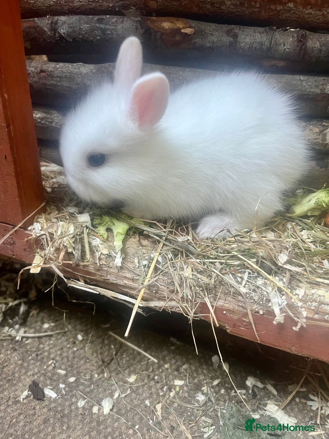 Mini Lion Lop rabbits for sale: Baby bunnies mini lion lops ready now  - Image 15