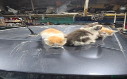 Ragcoon cats for sale: cats  - Image 1