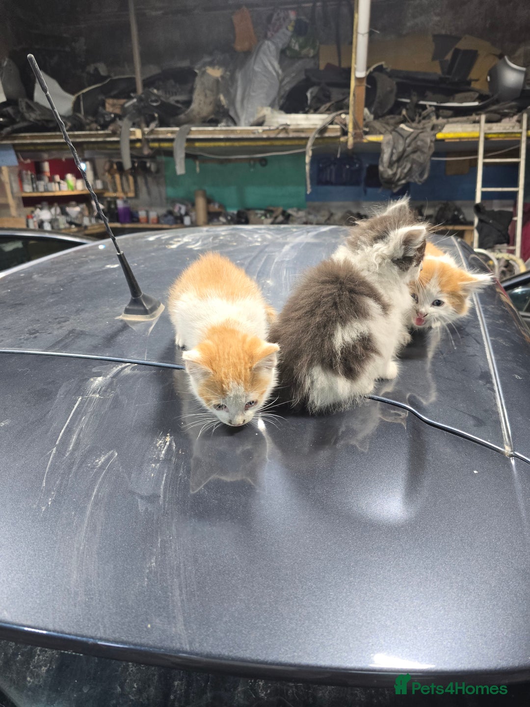 Ragcoon cats for sale: cats  - Image 1