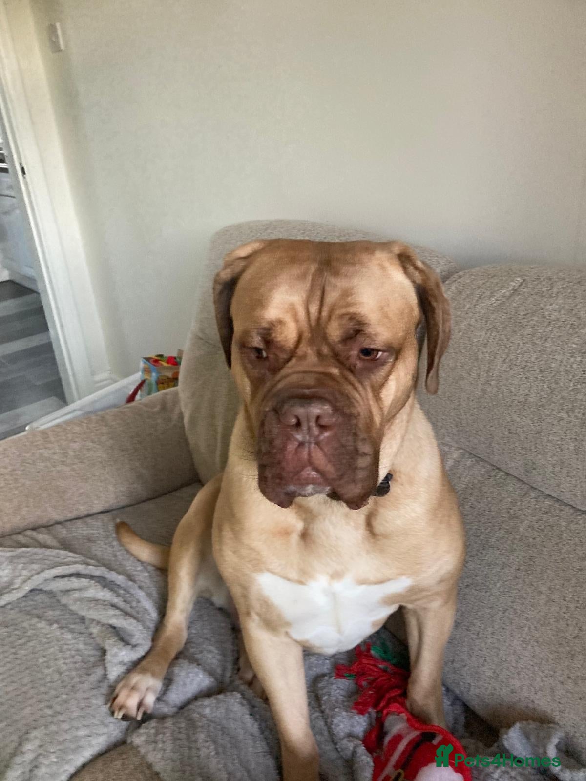 Dogue De Bordeaux dogs Big beautiful girl - Advert 1