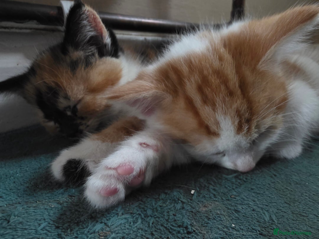 Mixed Breed cats for sale: Kittens for sale litter of 4, 2 left  - Image 4