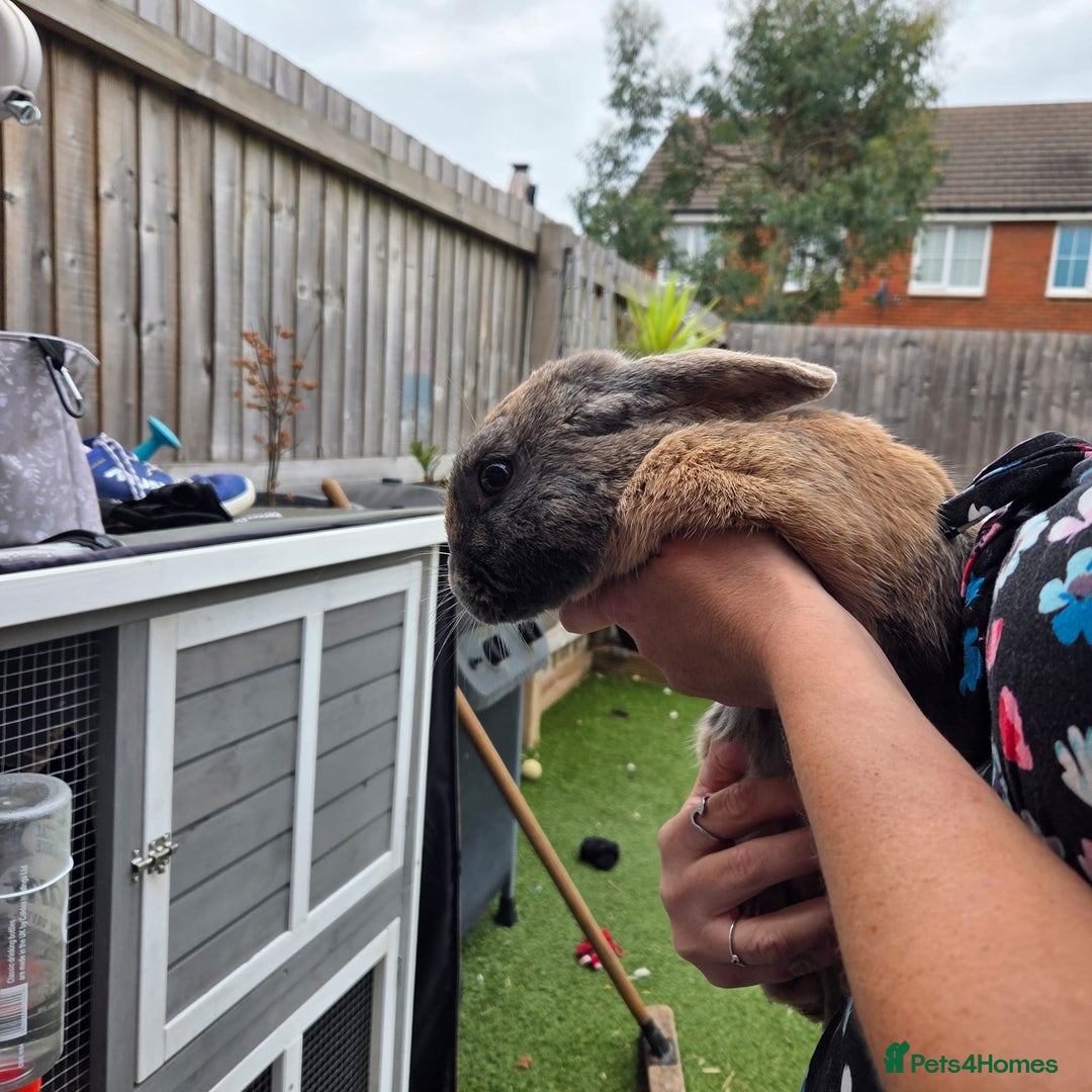 Mixed Breed rabbits for sale: Rabbit, male, 3yrs, with double hutch - Image 9