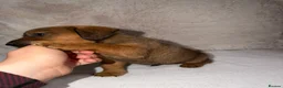 Mixed Breed dogs for sale: Dameranian puppies for sale  - Advert 12