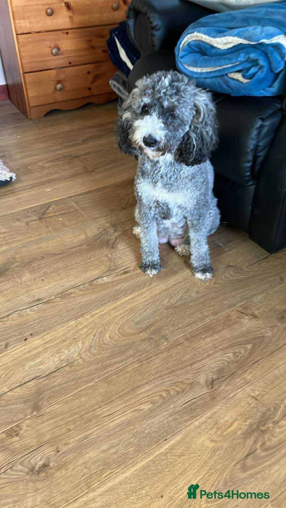 Labradoodle dogs Miniature labradoodles (only 2 boys left) - Advert 18