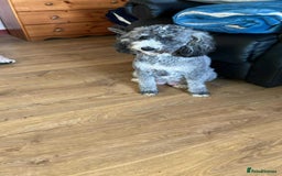 Labradoodle dogs for sale: Miniature labradoodles  - Image 1