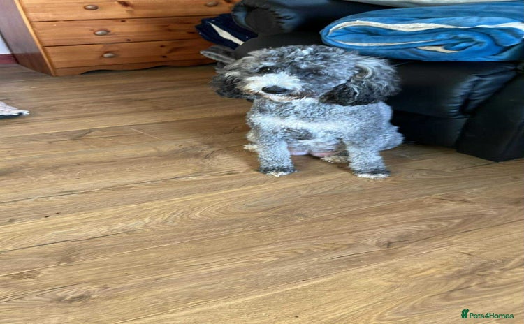 Labradoodle dogs - Advert 4