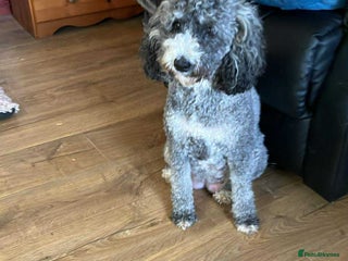 Labradoodle dogs - Advert 22