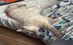 Ragdoll cats for sale: Bella looking for a new home - Image 3