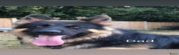 German Shepherd dogs for sale: Beautiful German Shepherd puppies for sale in Stanford-le-Hope - Advert 5