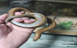 Boa Snake reptiles for sale: Stripe Het Anery Adult Male Kenyan Sand Boa - Advert 4