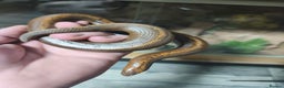 Boa Snake reptiles for sale: Stripe Het Anery Adult Male Kenyan Sand Boa - Advert 4